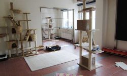 Katzenpension Raum 1