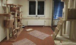 Katzenpension Raum 2
