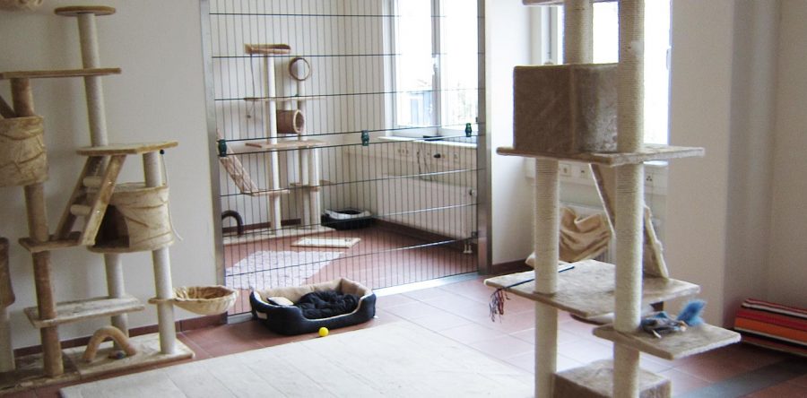 Katzenpension